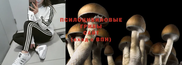 сатива Беломорск